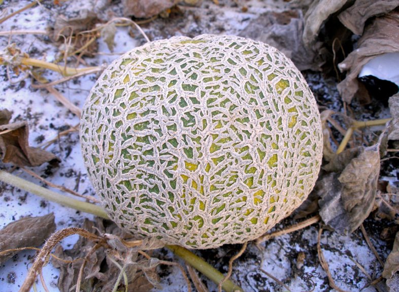 Jenny Lind, Melon Agurk og Melon Farve og Tradition ApS